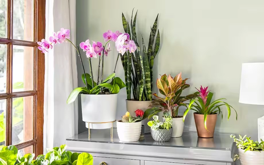 Discover the Six Health Benefits of Incorporating More Plants into Your Living Space