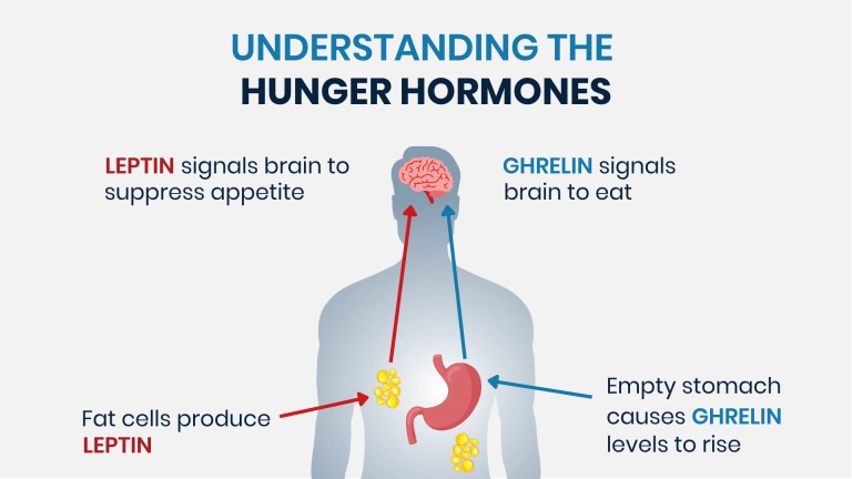 The Role of Hormones in Weight Regulation